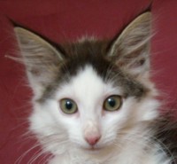 SAWARA MONTEGANCEDO Gatos Bosques de Noruega www.montegancedo.com