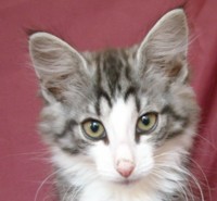 TEMPURA MONTEGANCEDO Gatos Bosques de Noruega www.montegancedo.com