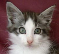 TERIYAKI MONTEGANCEDO Gatos Bosques de Noruega www.montegancedo.com