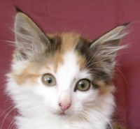 URAMAKI MONTEGANCEDO Gatos Bosques de Noruega www.montegancedo.com