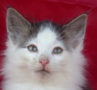 CYCLOPS MONTEGANCEDO Gatos Bosques de Noruega www.montegancedo.com