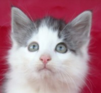 MAGNETO MONTEGANCEDO Gatos Bosques de Noruega www.montegancedo.com