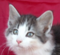 MYSTIQUE MONTEGANCEDO Gatos Bosques de Noruega www.montegancedo.com