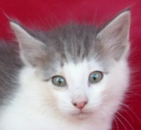 QUICKSILVER MONTEGANCEDO Gatos Bosques de Noruega www.montegancedo.com