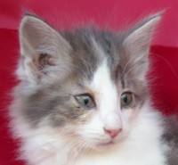 STORM MONTEGANCEDO Gatos Bosques de Noruega www.montegancedo.com