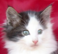 WOLVERINE MONTEGANCEDO Gatos Bosques de Noruega www.montegancedo.com