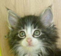 ANUBIS MONTEGANCEDO Gatos Bosques de Noruega www.montegancedo.com