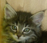 BASTIS MONTEGANCEDO Gatos Bosques de Noruega www.montegancedo.com