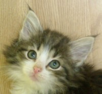 HORUS MONTEGANCEDO Gatos Bosques de Noruega www.montegancedo.com