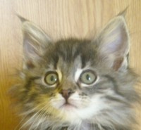 ISIS MONTEGANCEDO Gatos Bosques de Noruega www.montegancedo.com