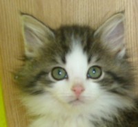 SELKIS MONTEGANCEDO Gatos Bosques de Noruega www.montegancedo.com