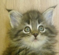 GRAILS MONTEGANCEDO Gatos Bosques de Noruega www.montegancedo.com