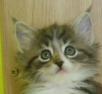 GROOVY MONTEGANCEDO Gatos Bosques de Noruega www.montegancedo.com