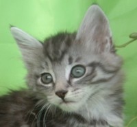 CAIPIROSKA MONTEGANCEDO Gatos Bosques de Noruega www.montegancedo.com