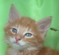 DAIQUIRI MONTEGANCEDO Gatos Bosques de Noruega www.montegancedo.com