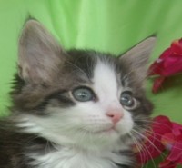 MARGARITA MONTEGANCEDO Gatos Bosques de Noruega www.montegancedo.com