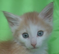 MOJITO MONTEGANCEDO Gatos Bosques de Noruega www.montegancedo.com