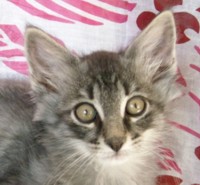 ANIS MONTEGANCEDO Gatos Bosques de Noruega www.montegancedo.com