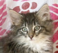 CANELA MONTEGANCEDO Gatos Bosques de Noruega www.montegancedo.com