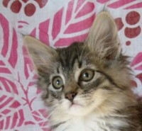 LAVANDA MONTEGANCEDO Gatos Bosques de Noruega www.montegancedo.com