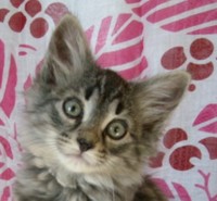 MENTA MONTEGANCEDO Gatos Bosques de Noruega www.montegancedo.com