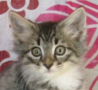 ROMERO MONTEGANCEDO Gatos Bosques de Noruega www.montegancedo.com