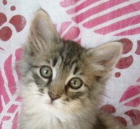 TOMILLO MONTEGANCEDO Gatos Bosques de Noruega www.montegancedo.com