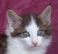 FERRARI MONTEGANCEDO Gatos Bosques de Noruega www.montegancedo.com