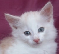 LAMBORGHINI MONTEGANCEDO Gatos Bosques de Noruega www.montegancedo.com