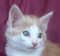 MASERATI MONTEGANCEDO Gatos Bosques de Noruega www.montegancedo.com