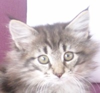 MARENGO MONTEGANCEDO Gatos Bosques de Noruega www.montegancedo.com