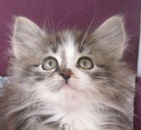 OTHAR MONTEGANCEDO Gatos Bosques de Noruega www.montegancedo.com