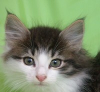 ARONDIGHT MONTEGANCEDO Gatos Bosques de Noruega www.montegancedo.com