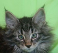 EXCALIBUR MONTEGANCEDO Gatos Bosques de Noruega www.montegancedo.com