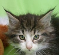 MURAMASA MONTEGANCEDO Gatos Bosques de Noruega www.montegancedo.com