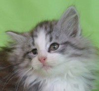 TIZONA MONTEGANCEDO Gatos Bosques de Noruega www.montegancedo.com