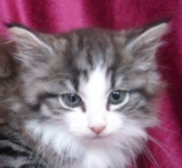 ETERNITY MONTEGANCEDO Gatos Bosques de Noruega www.montegancedo.com