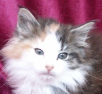 EUPHORIA MONTEGANCEDO Gatos Bosques de Noruega www.montegancedo.com