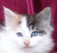 TRESOR MONTEGANCEDO Gatos Bosques de Noruega www.montegancedo.com