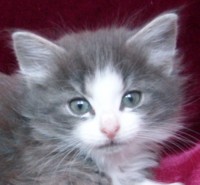 PRALINE MONTEGANCEDO Gatos Bosques de Noruega www.montegancedo.com