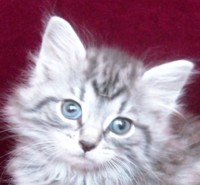 TOFFEE MONTEGANCEDO Gatos Bosques de Noruega www.montegancedo.com