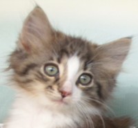 PANTHERA MONTEGANCEDO Gatos Bosques de Noruega www.montegancedo.com