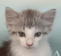 SERVAL MONTEGANCEDO Gatos Bosques de Noruega www.montegancedo.com