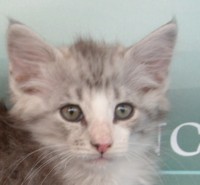 TIGER MONTEGANCEDO Gatos Bosques de Noruega www.montegancedo.com