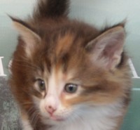 ARTEMIS MONTEGANCEDO Gatos Bosques de Noruega www.montegancedo.com