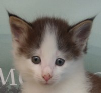 SILVESTRE MONTEGANCEDO Gatos Bosques de Noruega www.montegancedo.com