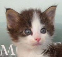 SNOWBALL MONTEGANCEDO Gatos Bosques de Noruega www.montegancedo.com