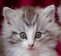 CANDYCRUSH MONTEGANCEDO Gatos Bosques de Noruega www.montegancedo.com