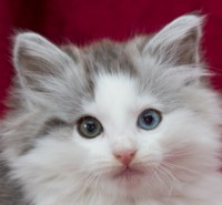 FARMVILLE MONTEGANCEDO Gatos Bosques de Noruega www.montegancedo.com