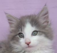 ATACAMA MONTEGANCEDO Gatos Bosques de Noruega www.montegancedo.com